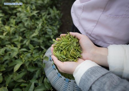 Pic Story of Tea Farmer in Anji County, China's Zhejiang